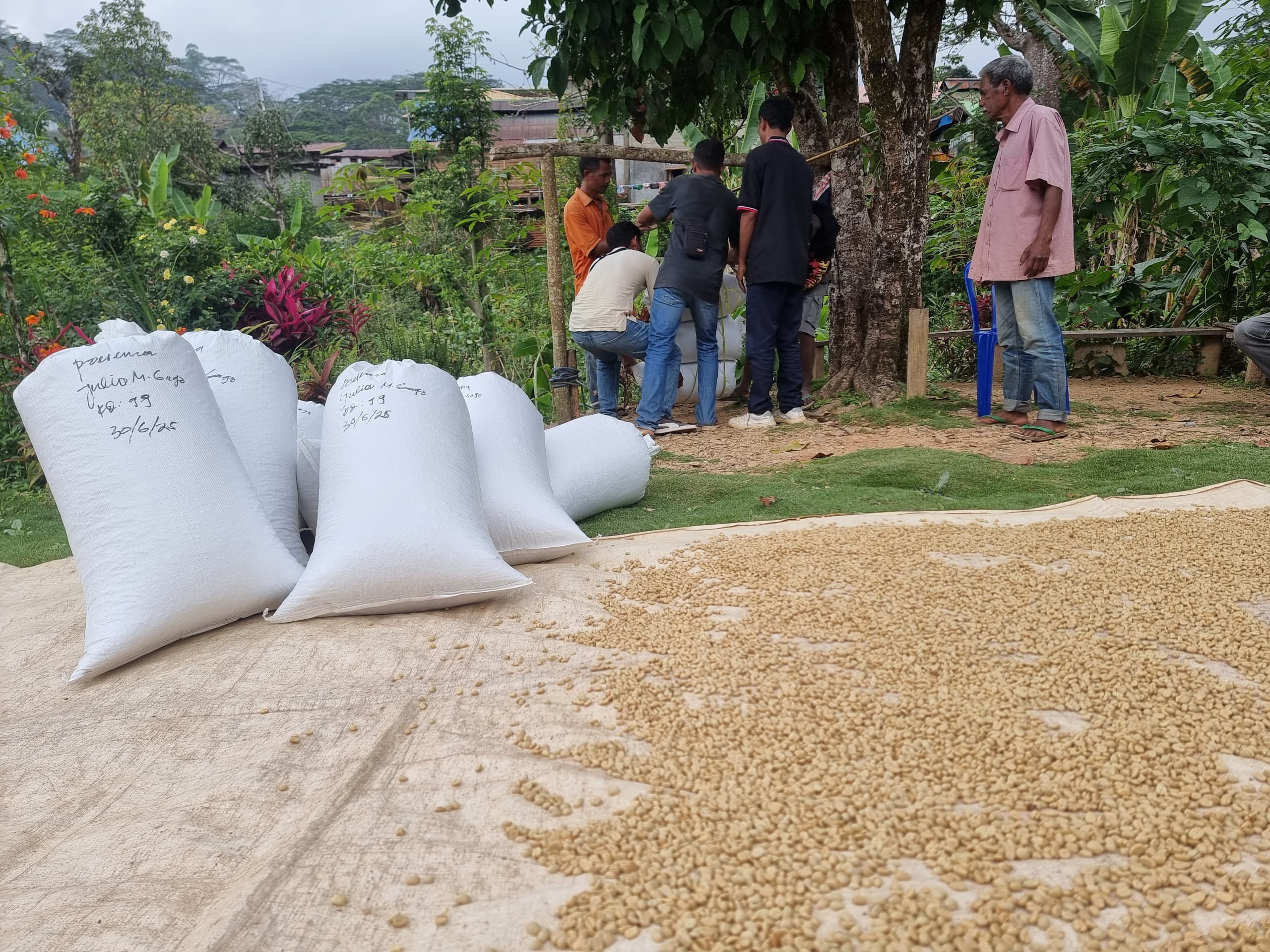 FES Begins Coffee Purchasing in Poerema Village, Ermera: Strengthening the Solidarity Economy from the Ground Up